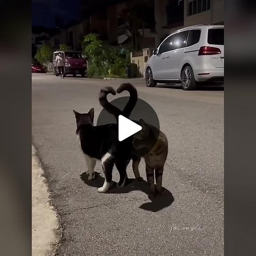 Heartwarming Animal Interactions with Humans