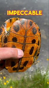 8.6K views · 76 reactions | Turtle Lake PAINTING With Jaws Like PLIERS!! #fbreels #fishing | Shay Lowe | Facebook