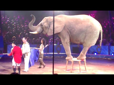 Elephants 🎪cirque de 🇲🇨 Monte Carlo 2010 🐘 #elephant #circus