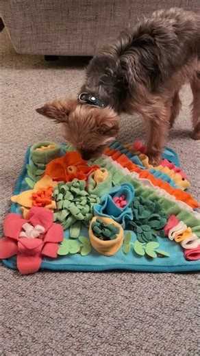 Tuff's Snuffle Mat, Christmas Present