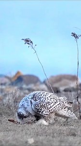 150K views · 1.9K reactions | #Birds #Nature #reelsvideo #birds #birdlife #wildlife #love #birdlovers #birdwatching #birdsounds #Birdwatching #birdbrilliance #Birdphotography #birdlife #Birdcaptures #birding #可愛的動物 #Birdlovers #naturephotography | Viral | Facebook