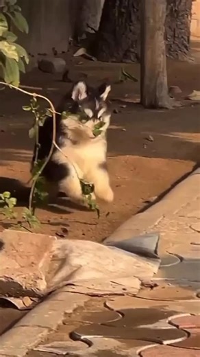 Pets villa on Instagram: "Siberian husky 😍❤️✨"