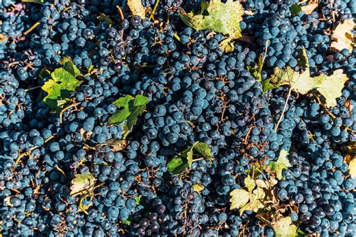 Malbec — A Guide to the Basics