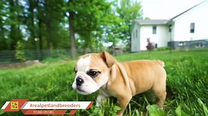  Dive into the World of Petland Breeders!  Our breeders prioritize animal well-being, ensuring spacious, clean, and enriching environments for their animals. Learn more about their exceptional care practices at buff.ly/3yIzul6.  | Petland Bradenton | Facebook