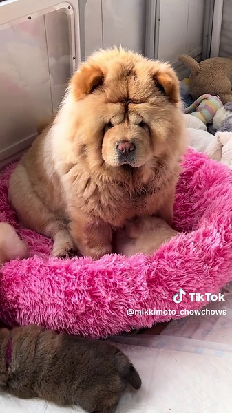 Chow Chow Puppies Dreaming 🐶✨