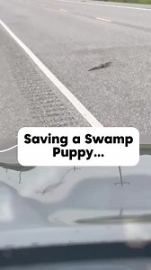 260K views · 32K reactions | You never know what video I am going to get sent when my husband is taking care of the kids! They saved a swamp puppy while on the way home. Also we eat most of our dinners in vehicles going from place to place hence the ending ! #farmwifefarmlife #swamppuppies #family | Nikki - The Farm Wife The Farm Life | Facebook