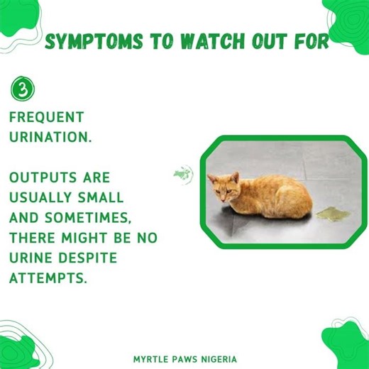 KIDNEY STONES IN CATS #felinehealth #veterinarian #kidneystones