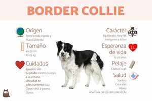 Perro Border collie: Características, carácter y cuidados (con FOTOS)