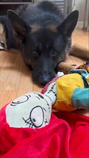 Why Avocados are the Testicles of the Produce Aisle: A German Shepherd’s Perspective 😂🤣 #gsd #funnydogs | Moose the Legend's Legacy - Stevie