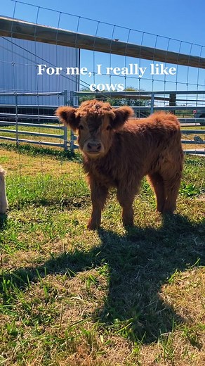 Adorable Mini Cow for Sale Today!