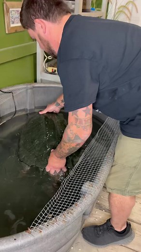 224K views · 8.6K reactions | Handling a Huge Alligator Snapping Turtle!  #alligatorsnappingturtle #snappingturtle #biganimals #reptilereels #reelsvideo #dinosaur #reptileeducation #otistheturtle #animaleducation #petsofinstagram #reptilekeeper #animalrescue #animalfacts | Garden State Tortoise | Facebook