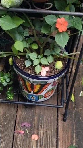 Free Impatiens Plants - Easy Propagation