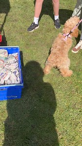 Doggy Lucky Dip @ The Commercial, Gowerton 🎉🐾 | Llys Nini Rspca