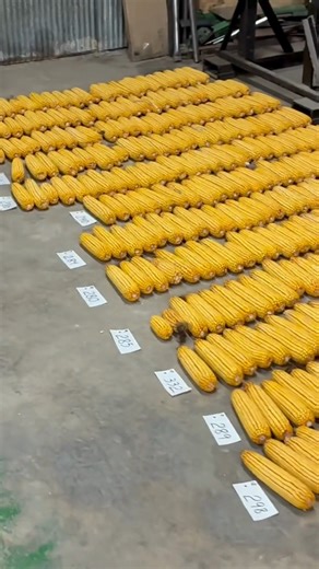 Here's part 3 of our latest planter variability check. What do you think of the results? | Kasper Ag Solutions, LLC