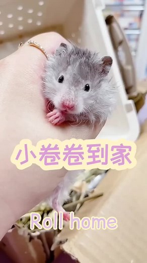 Adorable Hamster Makeover: Cute DIY House Renovation | TikTok