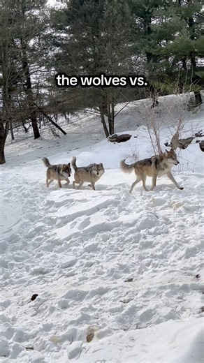 The wolves were howling today at Lehigh Valley Zoo! Wolves don’t howl at the moon, but they do howl to communicate with others and assert their territory. 🔊 Mexican Gray Wolves were once extinct in the wild due to trapping, hunting, and poisoning. Luckily, due to the efforts of the Mexican Wolf Recovery Team, Species Survival Plans, and Saving Animals From Extinction plans, Mexican Gray Wolf populations have since increased! At Lehigh Valley Zoo, we’re proud of our involvement in Mexican Gray W
