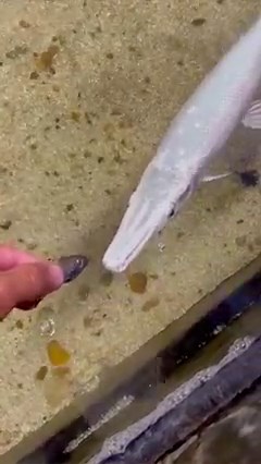 1.6M views · 25K reactions | Hand feeding my platinum gar #thefishwhisperer #fish #fishing #pet #pets #aquarium #fishkeeping #reels #facebookreels #facebook | The Fish Whisperer | Facebook
