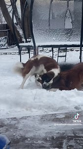 SNOW DAY FOR SASHA AND NEW FOSTER MAX! Saint Bernard’s doing Saint Bernard things because…SNOW! ❄️☃️ | Idaho Saint Bernard Rescue