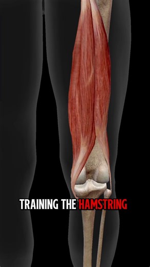 Build Bulletproof Hamstrings: 3 Way Heel Drive (Multi-Angle Strength)