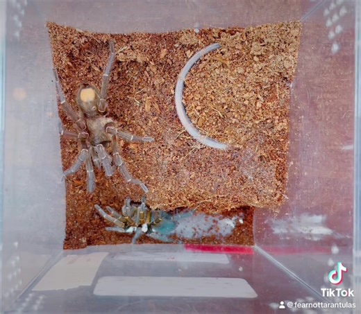 5.1K views · 116 reactions | We are SO excited for this breeding! We...