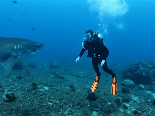 Watch a massive shark attack a diver underwater 😮😮😮 | Emma Williams