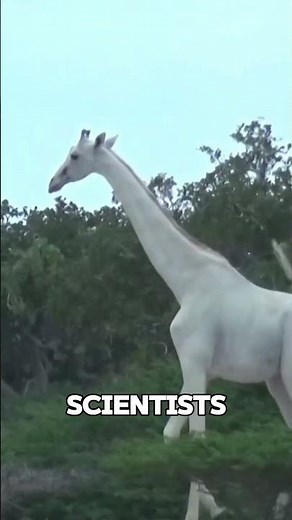 Albino Giraffe #shorts #animals #wildlife