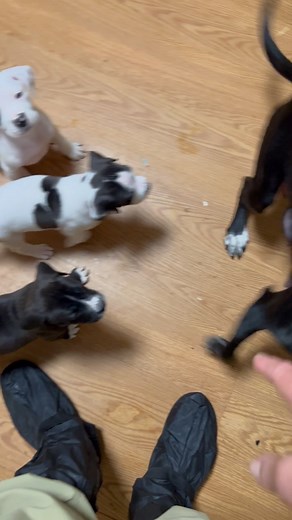 Feeding time, they don't make it easy. | The Dolly Goodpuppy Society