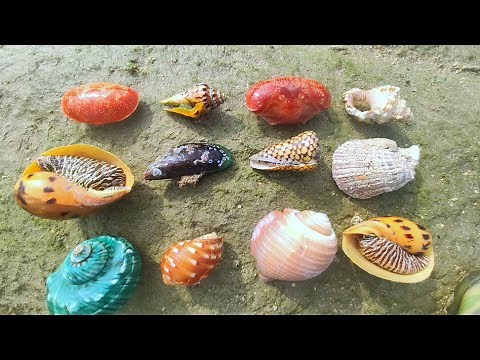 Find pearls from a variety of rare shellfish. Perfect Pearl Harvest