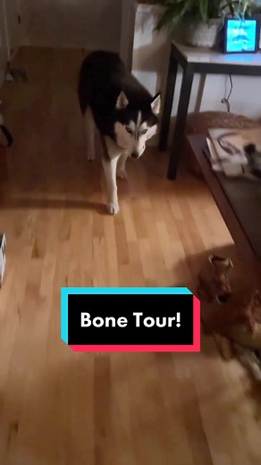 Exploring the Unique Neurosis of Siberian Huskies