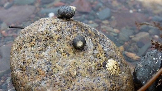 What Is A Periwinkle And How Do You Eat One? - Daily Meal