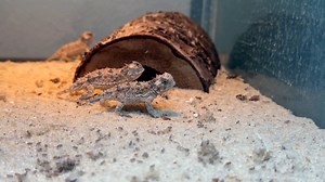 New Horny Toad Hatchlings At Texas Zoo