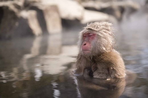 Can Monkeys Swim?