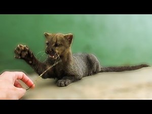 Playing with an adorable rescued jaguarundi