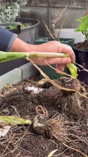 memanen umbi bawang bombai langsung dari tanah di area kebun rumah secara manual menggunakan tangan