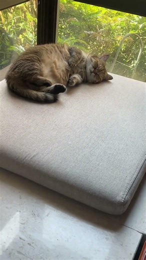 Cuteness Alert: A Kitten Pretends to Sleep