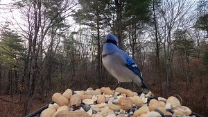 Blue Jay Call | Critter Cam