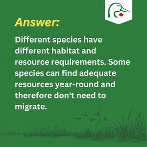 11 reactions | Bird migration is a marvel of nature, and as we anticipate the return of our feathered friends this spring, we're answering some of the migration questions we received during our recent Migration movie giveaway! 閭 Have you ever wondered why some birds migrate while others don't? Our experts have the answer. Find out below and follow along for more! | Ducks Unlimited Canada | Facebook