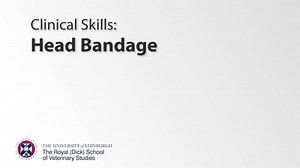 Bandaging Class - Head Bandage