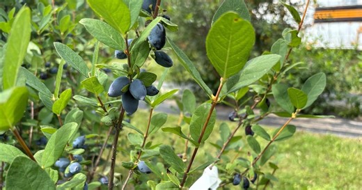 The Honeyberry Farm