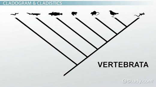 Cladogram | Definition, Parts & Examples