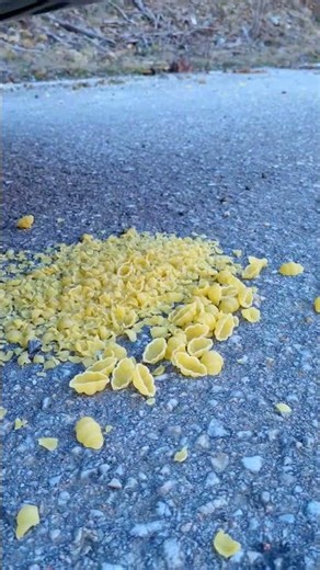Crushing Crunchy & Soft Things by Car! #shorts #crushing #asmr #crunchy