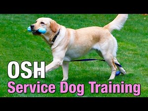 OSH Service Dog Training Program