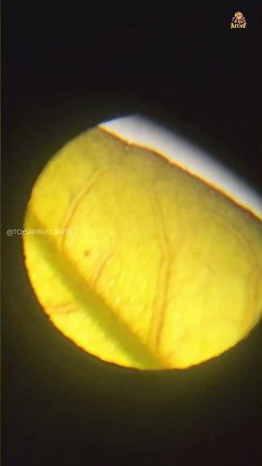 Build a Real Working Microscope with Cardboard | Easy DIY Science Experiment