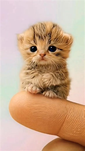 Grumpy? Sad? Cute Kitten Mood 😻🐾 #shorts