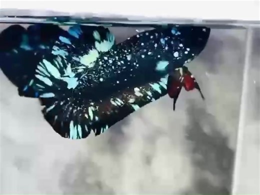 AVATAR BETTA FISH (MALE)