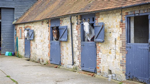 How AI is changing the game in what we know about our horses