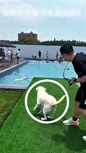 What Happened After This Water-Scared Dog Was Pushed Into the Pool? 🏊🐕❤️