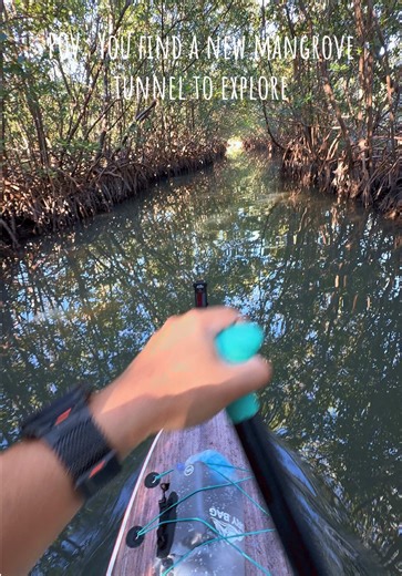 It’s always an adventure running into a new stretch of mangrove tunnels you have never been inside of. The not knowing how long it can stretch, if you find a new scene, or if there’s a dead end and need to turn around… the unexpected has never let me down in the past few months of paddle boarding. #paddleboarding #mangrove #oletariverstatepark #niphean #outdooradventure