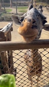 Giraffe feedings sponsored by Chickfilacincynky start today! Check out all the full encounter and chat schedule here - https://cincinnatizoo.org/plan-your-adventure/#zootoday | Cincinnati Zoo & Botanical Garden