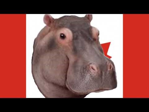 [OPEN] House Hippo YTP Collab Announcement!